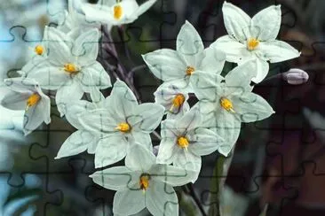 solanum