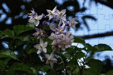solanum