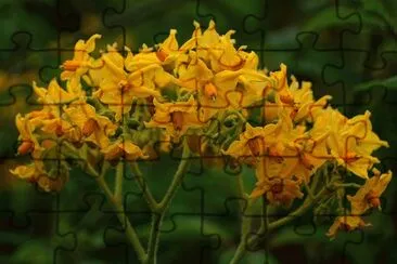 solanum
