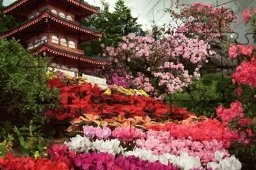 flores jigsaw puzzle