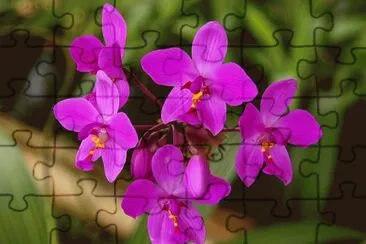spathoglottis