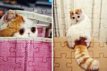 boony jigsaw puzzle