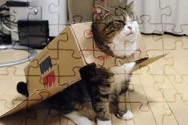 gato encajonado