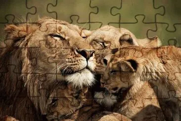FELINOS