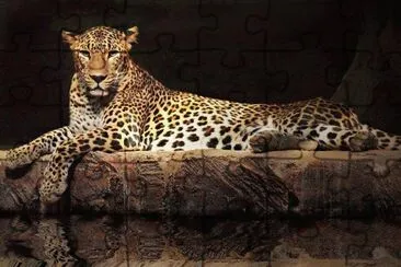 FELINOS