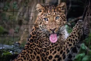 FELINOS