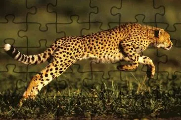 FELINOS