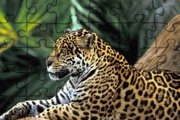 FELINOS