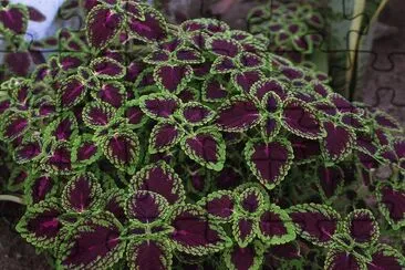 פאזל של coleus