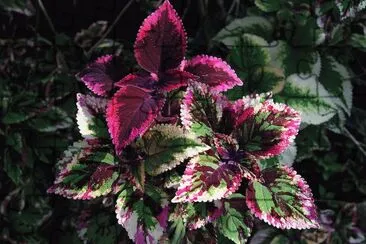 פאזל של coleus