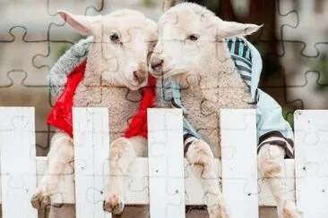pareja de cabras