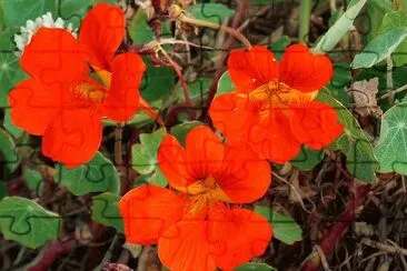 fleurs jigsaw puzzle
