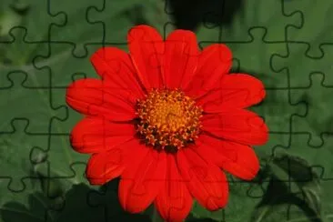 titonia jigsaw puzzle