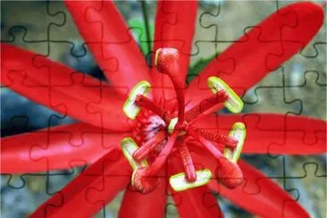 sol del desierto jigsaw puzzle