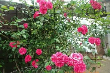 Roseira