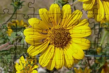 tithonia