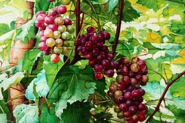 Uvas jigsaw puzzle
