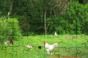 Galinhas Caipiras no Parque jigsaw puzzle