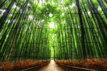 Paseo de BambuÌ, Kyoto, JapoÌn jigsaw puzzle