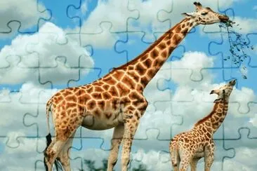 Jirafas