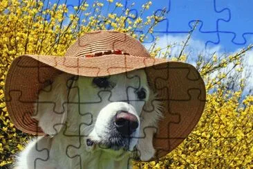 pero con sombrero