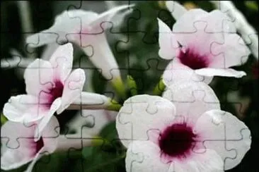 ipomÃ©e jigsaw puzzle