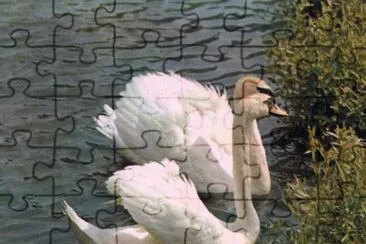 Cisnes jigsaw puzzle