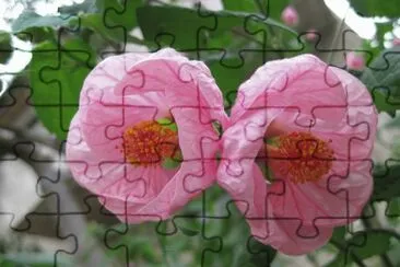 abutilon jigsaw puzzle