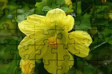 abutilon jigsaw puzzle