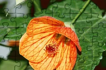 abutilon