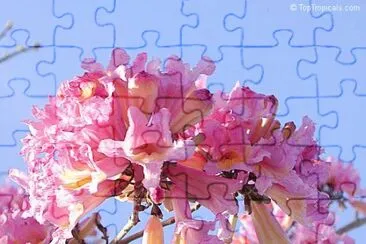 פאזל של fleur