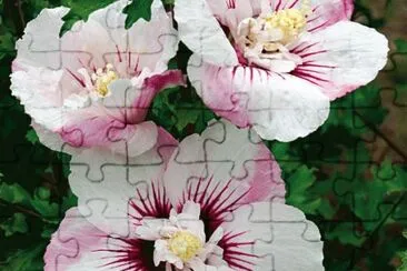 hibiscus