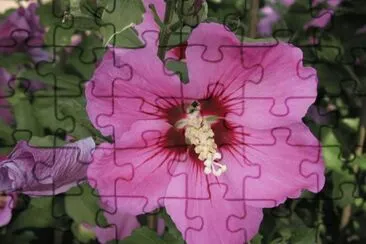 hibiscus