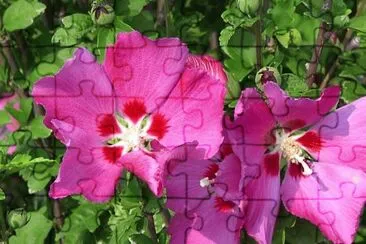 hibiscus