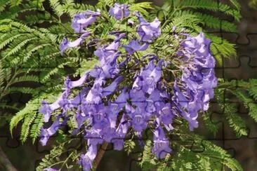 jacarandÃ¡ jigsaw puzzle