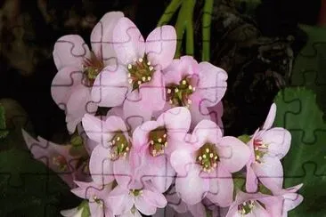 hortensia de invierno jigsaw puzzle