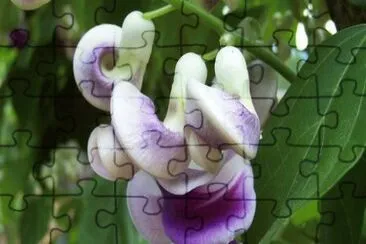 פאזל של vigna caracalla