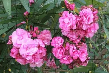 פאזל של laurier double