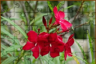פאזל של laurier rose