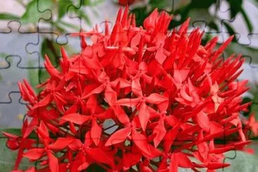 ixora