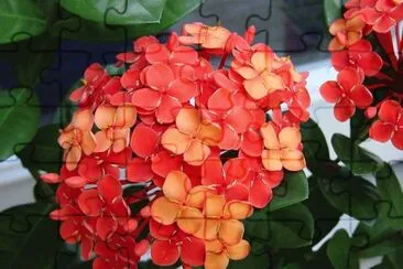פאזל של ixora