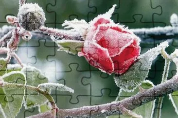 Rosa jigsaw puzzle