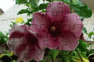 allamanda jigsaw puzzle