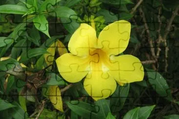 allamanda jigsaw puzzle