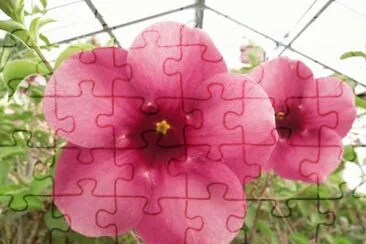 allamanda jigsaw puzzle