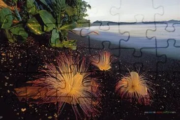 un sueÃ±o jigsaw puzzle