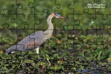 chiflÃ³n jigsaw puzzle
