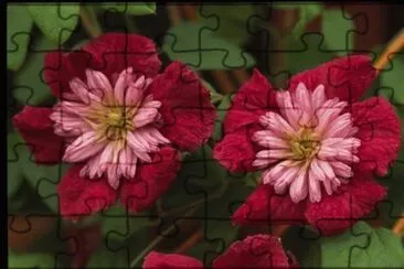 clematite jigsaw puzzle