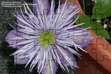 clematite jigsaw puzzle