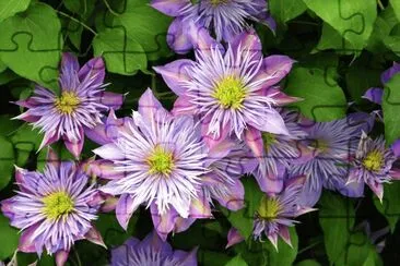 clematite jigsaw puzzle
